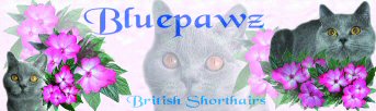 Bluepawz British Shorthairs