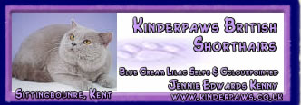 Kinderpaws British Shorthairs