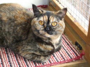 Moormist Tigers Eye (Minnie) has now been spayed